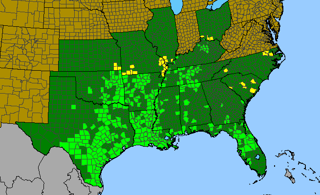 The range of Urtica chamaedryoides